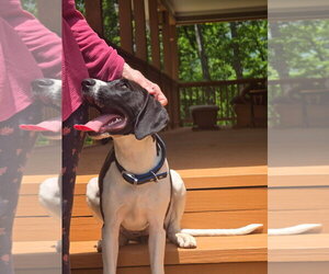 German Shorthaired Pointer-Unknown Mix Dogs for adoption in Blairsville, GA, USA