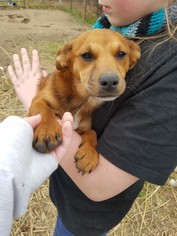 Medium Photo #1 Australian Shepherd-Dachshund Mix Puppy For Sale in McKinney, TX, USA