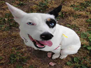 Ausky Dogs for adoption in Santa Rosa, CA, USA