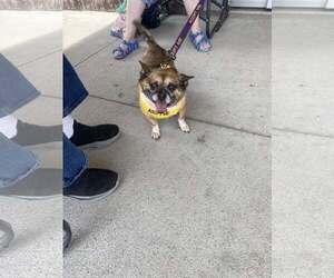 Chug Dogs for adoption in White Bluff, TN, USA