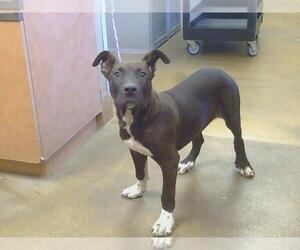 American Pit Bull Terrier-Unknown Mix Dogs for adoption in Sacramento, CA, USA