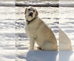 Alaskan Husky-Labrador Retriever Mix Dogs for adoption in Harrison, AR, USA