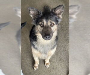 German Shepherd Dog-Unknown Mix Dogs for adoption in San Bernardino, CA, USA