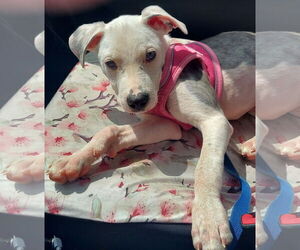 Pointer-Staffordshire Bull Terrier Mix Dogs for adoption in Aurora, CO, USA