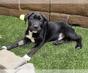 Labrador Retriever-Unknown Mix Dogs for adoption in Mission Viejo, CA, USA