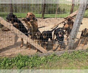 Doberman Pinscher-German Shepherd Dog Mix Dogs for adoption in Frenchburg, KY, USA