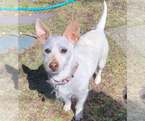 Mutt Dogs for adoption in Cranston, RI, USA