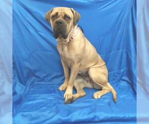 Medium Photo #1 Mastiff Puppy For Sale in Show Low, AZ, USA