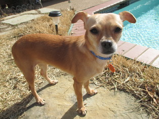 Italian Greyhuahua Dogs for adoption in Coppell, TX, USA