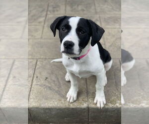 Labrador Retriever-Unknown Mix Dogs for adoption in Fenton, MO, USA