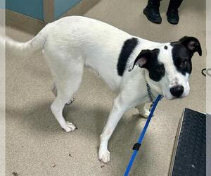 Labrador Retriever-Unknown Mix Dogs for adoption in Newton, NC, USA