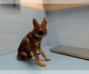 German Shepherd Dog Dogs for adoption in Moreno Valley, CA, USA