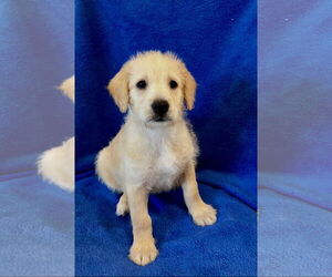 Mutt Dogs for adoption in Menifee, CA, USA
