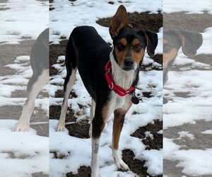Border Collie-Whippet Mix Dogs for adoption in Alturas, CA, USA