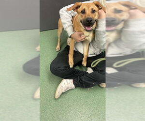 German Shepherd Dog-Unknown Mix Dogs for adoption in Belleville, IL, USA