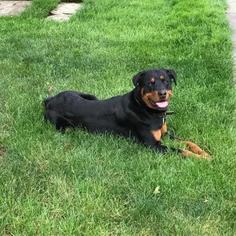 Rottweiler Dogs for adoption in Pleasant Hill, CA, USA