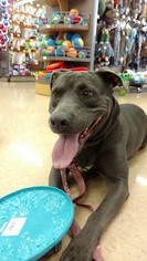 American Pit Bull Terrier-Labrador Retriever Mix Dogs for adoption in Oro Valley, AZ, USA