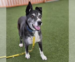 Siberian Husky-Unknown Mix Dogs for adoption in Las Vegas, NV, USA