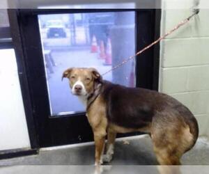 American Foxhound Dogs for adoption in Tulsa, OK, USA