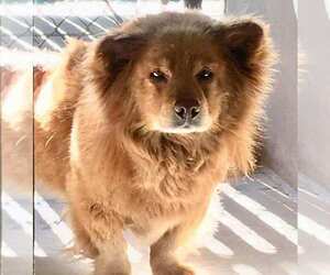 Medium Photo #1 Chow Chow Puppy For Sale in Los Angeles, CA, USA