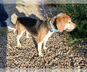 Beagle Dogs for adoption in Tucson, AZ, USA