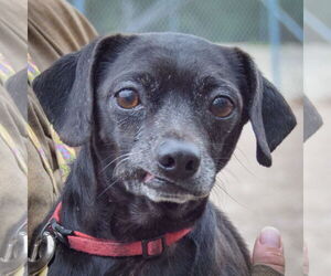 Chiweenie Dogs for adoption in Huntley, IL, USA