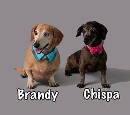 Dachshund Dogs for adoption in phoenix, AZ, USA