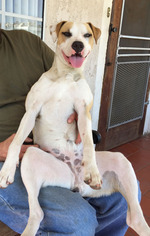 American Pit Bull Terrier-Beagle Mix Dogs for adoption in Los Angeles, CA, USA