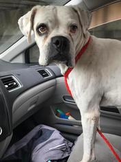 Medium Photo #1 Boxer Puppy For Sale in Hurst, TX, USA