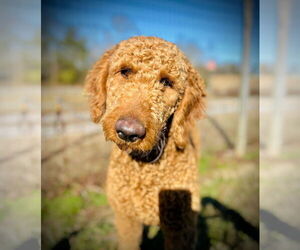 Poodle (Standard)-Unknown Mix Dogs for adoption in Pacolet, SC, USA