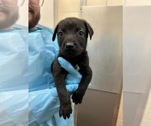 German Shepherd Dog Dogs for adoption in San Antonio, TX, USA