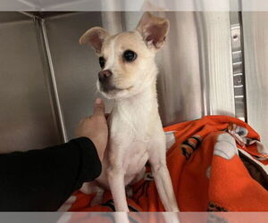 Chihuahua Dogs for adoption in Corona, CA, USA