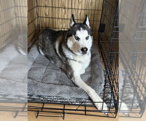 Siberian Husky Dogs for adoption in Ogden, UT, USA