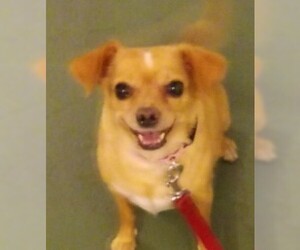 Chihuahua-Unknown Mix Dogs for adoption in Amherst, MA, USA