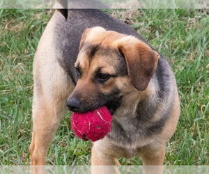 German Shepherd Dog-Unknown Mix Dogs for adoption in Ames, IA, USA