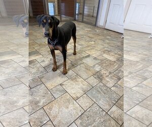Doberman Pinscher Dogs for adoption in Devine, TX, USA