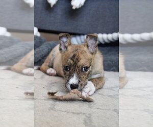 Mutt Dogs for adoption in Sandy, UT, USA