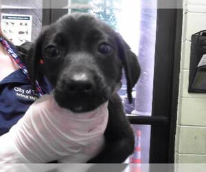 Labrador Retriever-Unknown Mix Dogs for adoption in Tulsa, OK, USA
