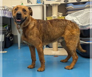 Labrador Retriever-Unknown Mix Dogs for adoption in Muskegon, MI, USA