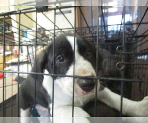 Labrador Retriever-Unknown Mix Dogs for adoption in Ocala, FL, USA