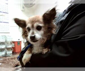 Mutt Dogs for adoption in Martinez, CA, USA