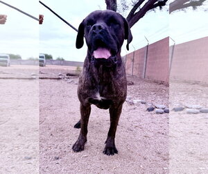 Mutt Dogs for adoption in Goodyear, AZ, USA