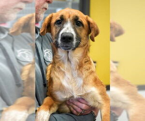 Mutt Dogs for adoption in Bridgewater, NJ, USA