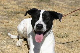 Great Dane-Unknown Mix Dogs for adoption in Yakima, WA, USA