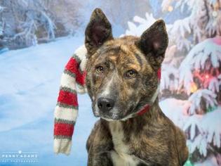 Mountain Cur Dogs for adoption in Franklin, TN, USA
