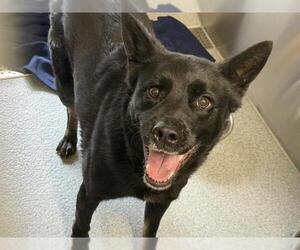 Australian Shepherd-Unknown Mix Dogs for adoption in Orange, CA, USA