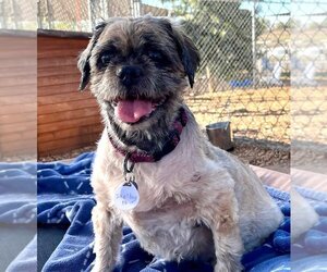 Shih Tzu Dogs for adoption in  Ramona, CA, USA