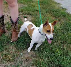 Jack Russell Terrier Dogs for adoption in Trenton, MO, USA