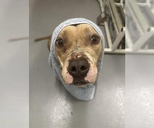 Staffordshire Bull Terrier Dogs for adoption in Louisville, KY, USA