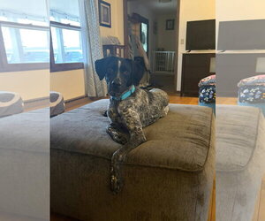 German Wirehaired Pointer-Unknown Mix Dogs for adoption in New London, WI, USA